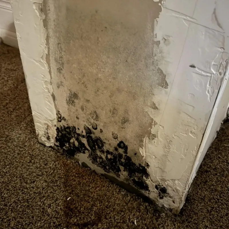 Professional Mold Removal in Whiteville, NC